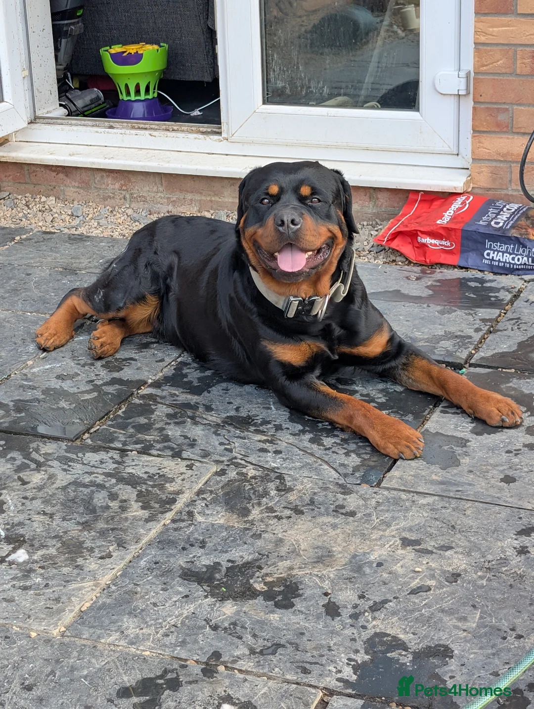 Rottweiler dogs for stud: Proven lovely nature big boy. KC registered  - Advert 1