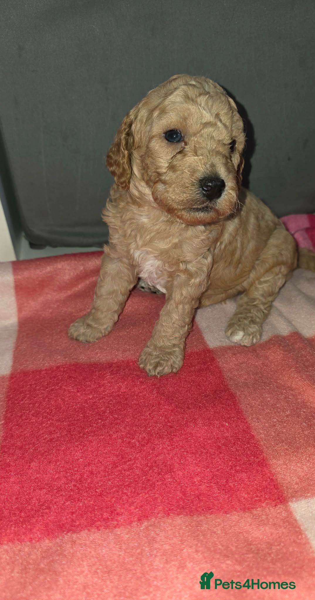 Cockapoo dogs F1B Cockapoo Puppy’s  - Advert 1