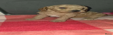 Cockapoo Puppy 2