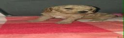 Cockapoo dogs for sale: F1B Cockapoo Puppy’s  - Advert 1