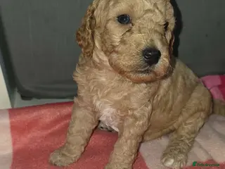 Cockapoo dogs F1B Cockapoo Puppy’s - Advert 2