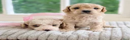 Cavapoochon dogs for sale: Cavapoochon puppies - Advert 6