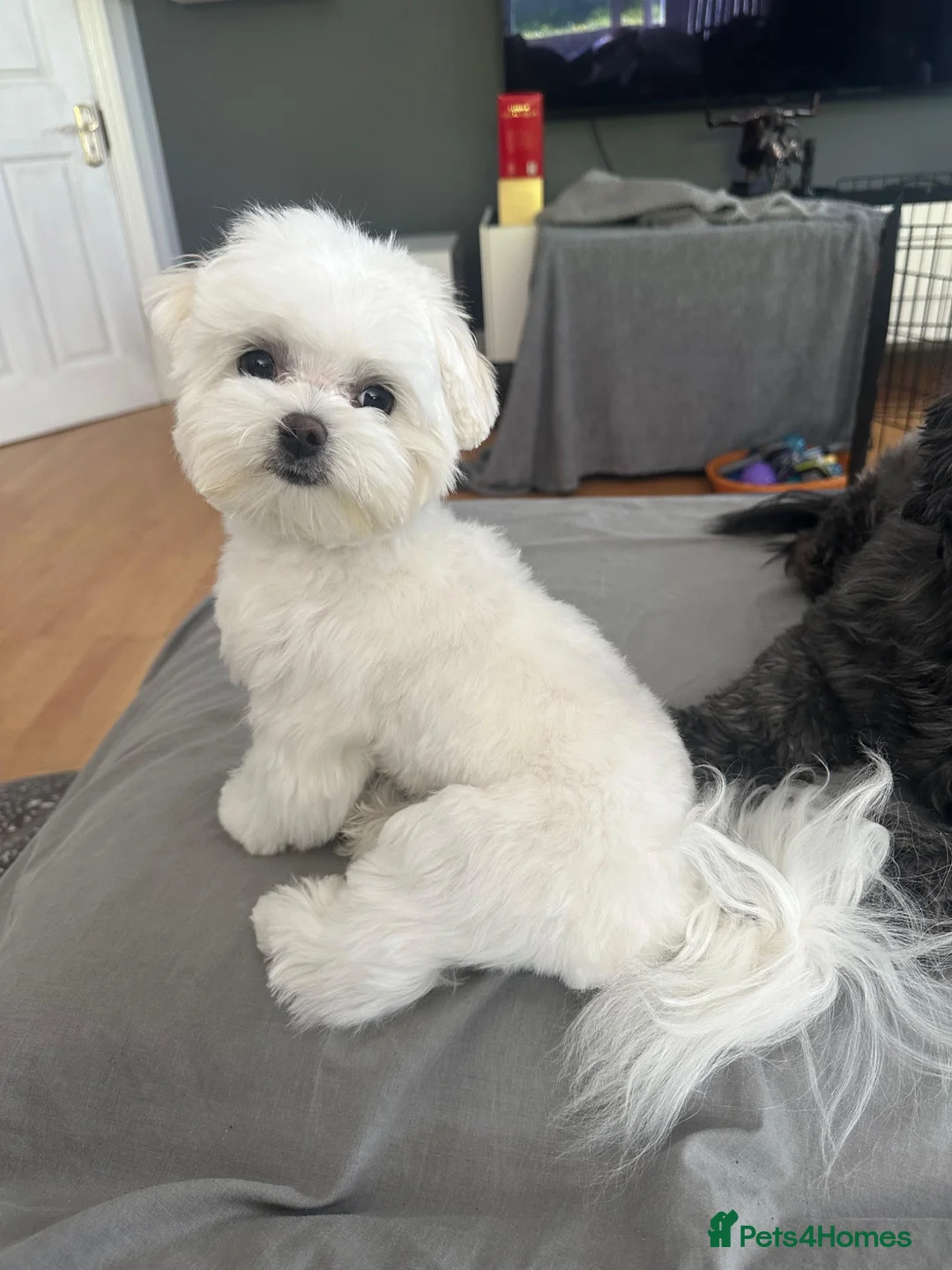 Maltese dogs for stud: Maltese kc champion lines health tested for Stud in Brighton - Advert 9