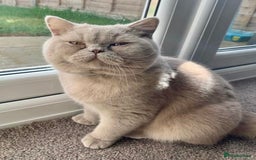British Shorthair cats for sale: GCCF CHAMPION SIRED BRITISH SHORTHAIR KITTENS - Image 11