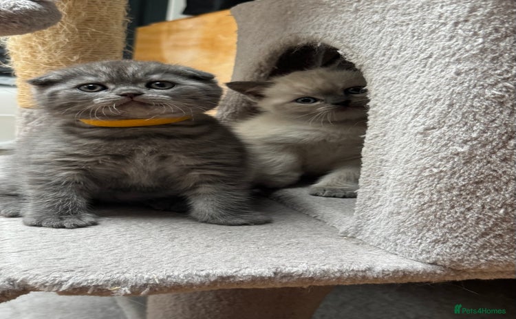 Scottish Fold cats - Advert 6