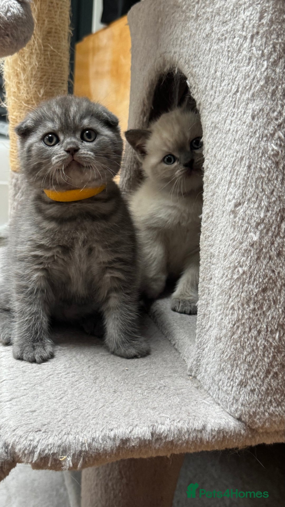 Scottish Fold cats for sale: Scottish fold adorable kitties 🐾  - Image 2