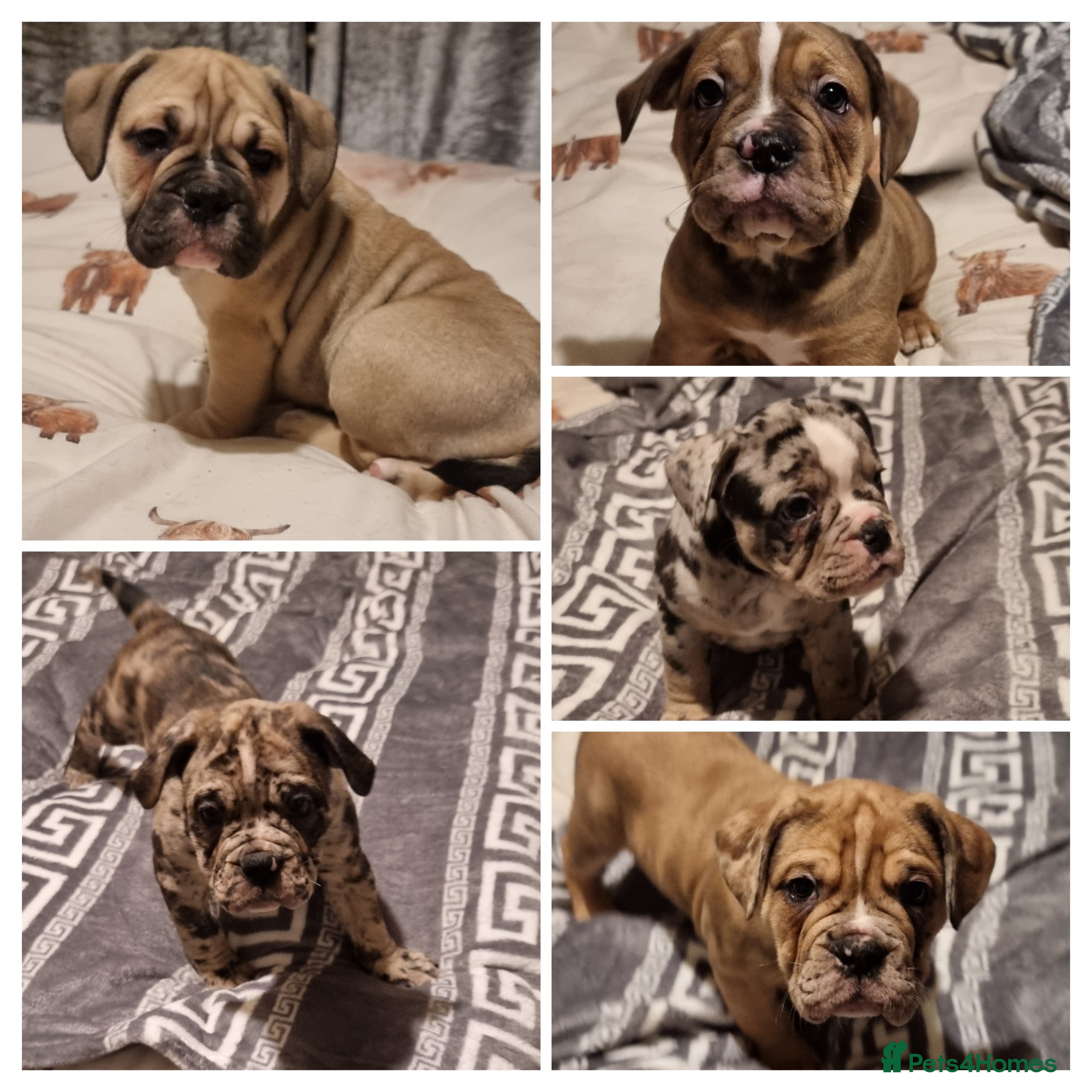 Olde English Bulldogge dogs Olde English bulldogge puppys - Advert 3