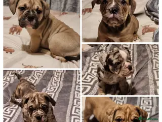Olde English Bulldogge dogs Olde English bulldogge puppys - Advert 3