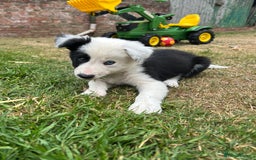 Border Collie dogs for sale: 2 working collie pups left both girls  - Image 5