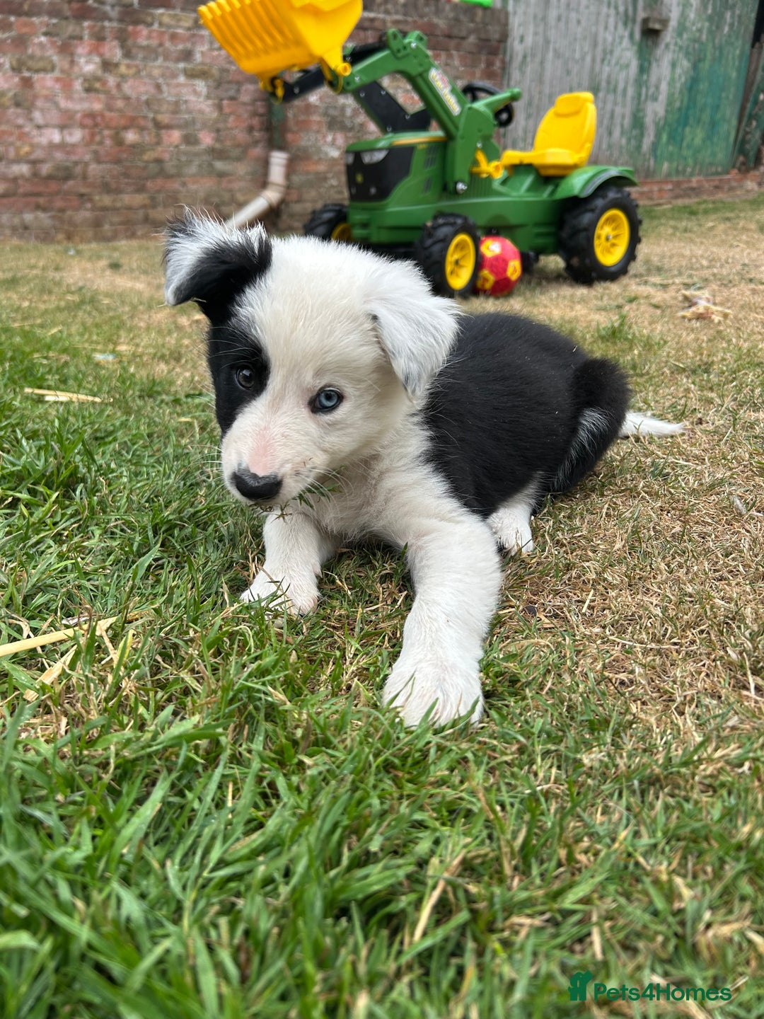 Border Collie dogs for sale: 2 working collie pups left both girls  - Image 5