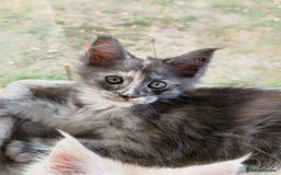 Maine Coon cats for sale: Stunning Maine Coon kittens - Image 10