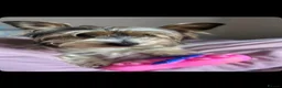 Yorkiepoo dogs for sale: Stunning Yorkipoo Boys - Advert 6