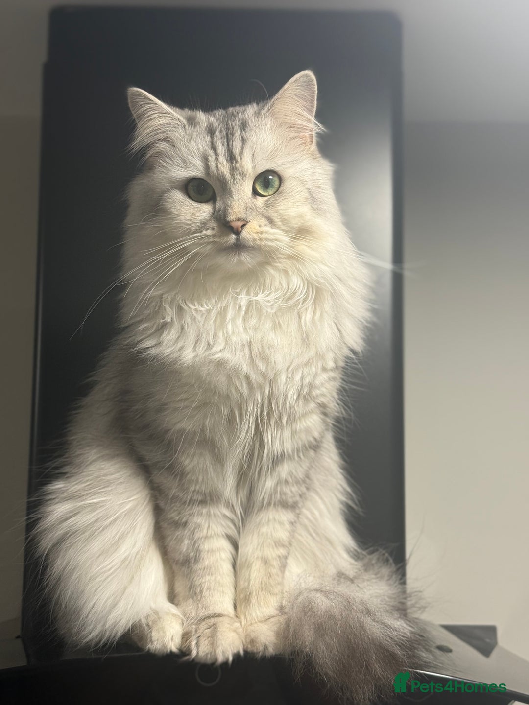 Mixed Breed cats for stud: Maine coon x Persian stud  - Image 3