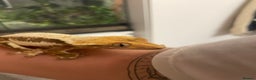 Gecko reptiles for sale: Lily White crested gecko.  - Advert 3