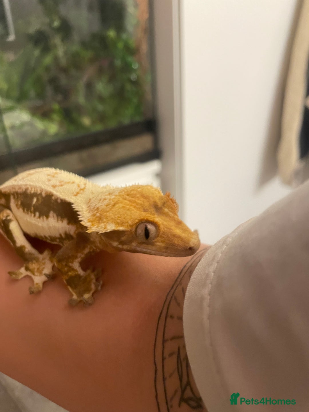 Gecko reptiles for sale: Lily White crested gecko.  - Image 3