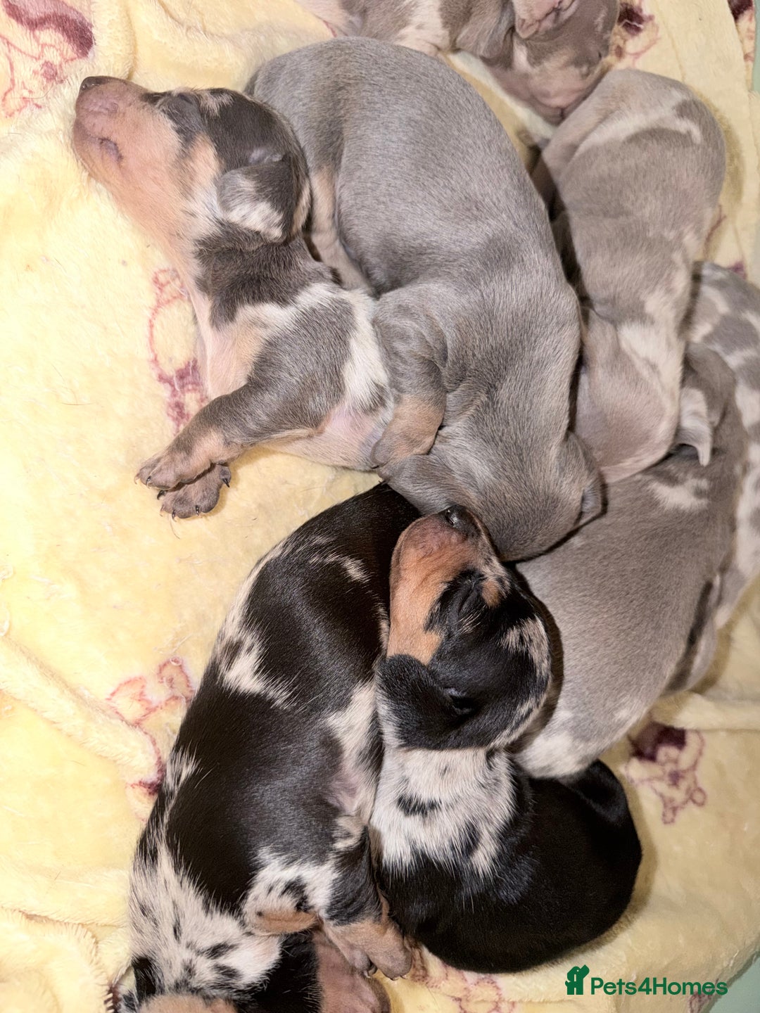 Miniature Dachshund dogs for sale: Stunning kc reg miniature dachshund puppies - Advert 2