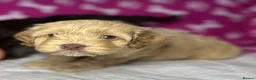 Cockapoo dogs for sale: Cockerpoo puppies  - Advert 16