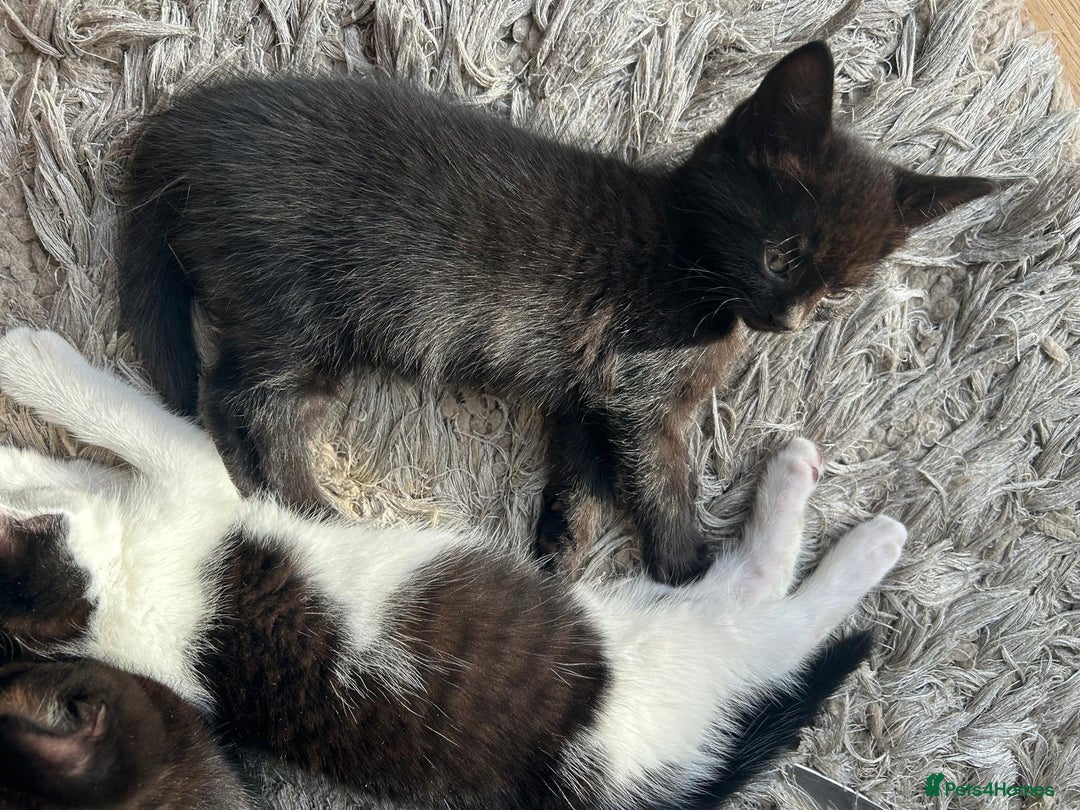 Mixed Breed cats for sale: Three playful kittens in search of forever home. - Image 16