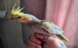 Cockatiels birds for sale: Baby cockatiel - Image 4