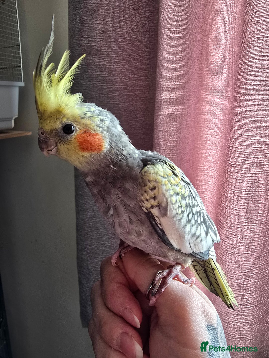 Cockatiels birds for sale: Baby cockatiel - Image 4