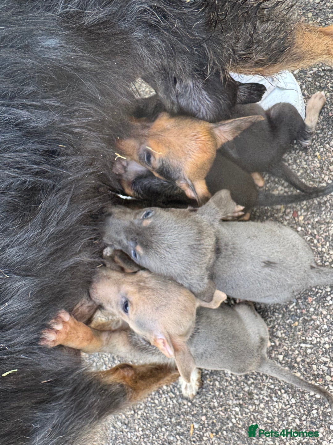 Mixed Breed dogs for sale: Beautiful puppies for sale!!!  - Image 3