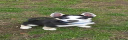 Huskita dogs for sale: Puppies for sale - Advert 6