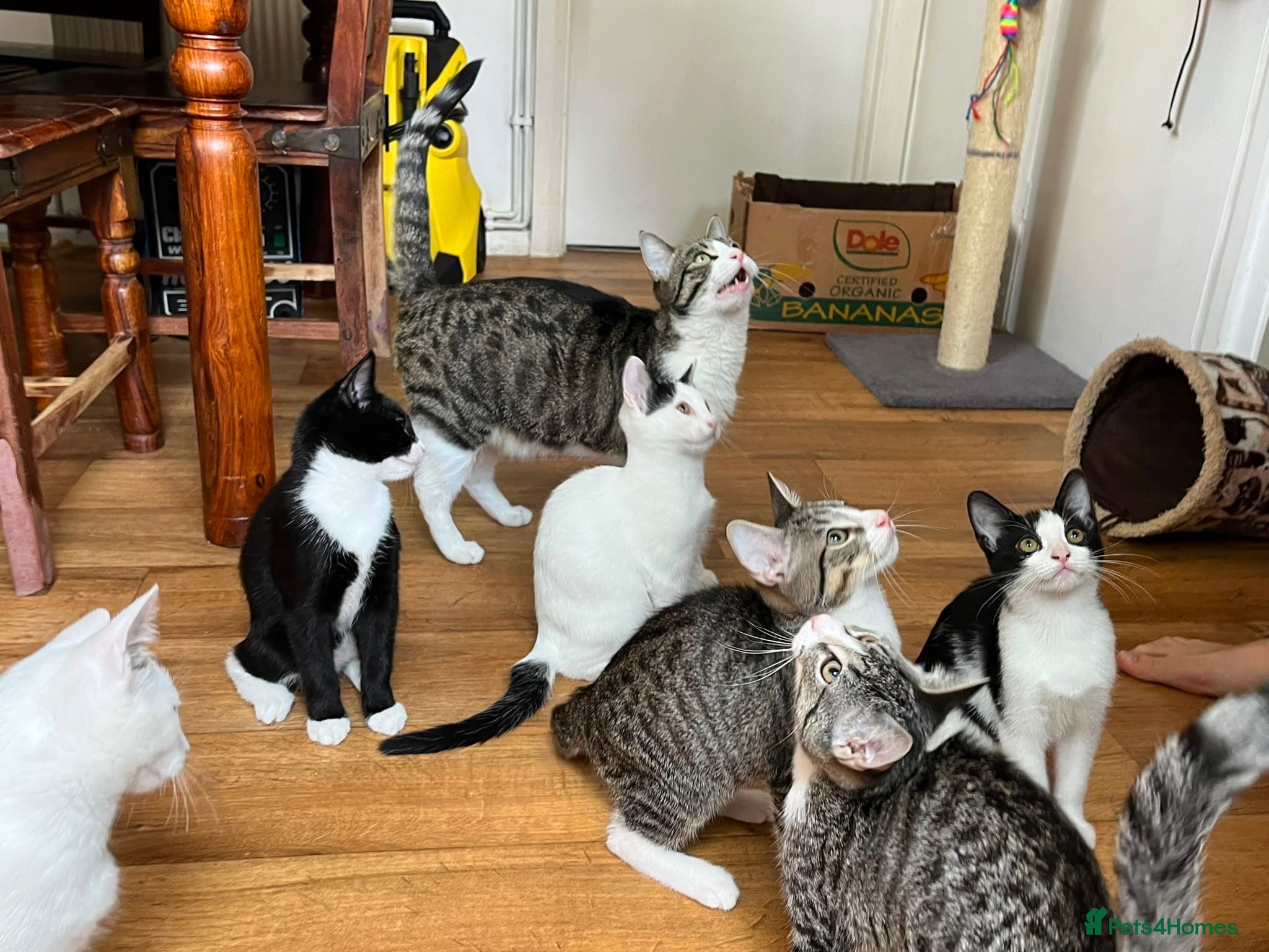 Mixed Breed cats 6 Loving Home-Raised Kittens, Unique Personalities - Advert 1