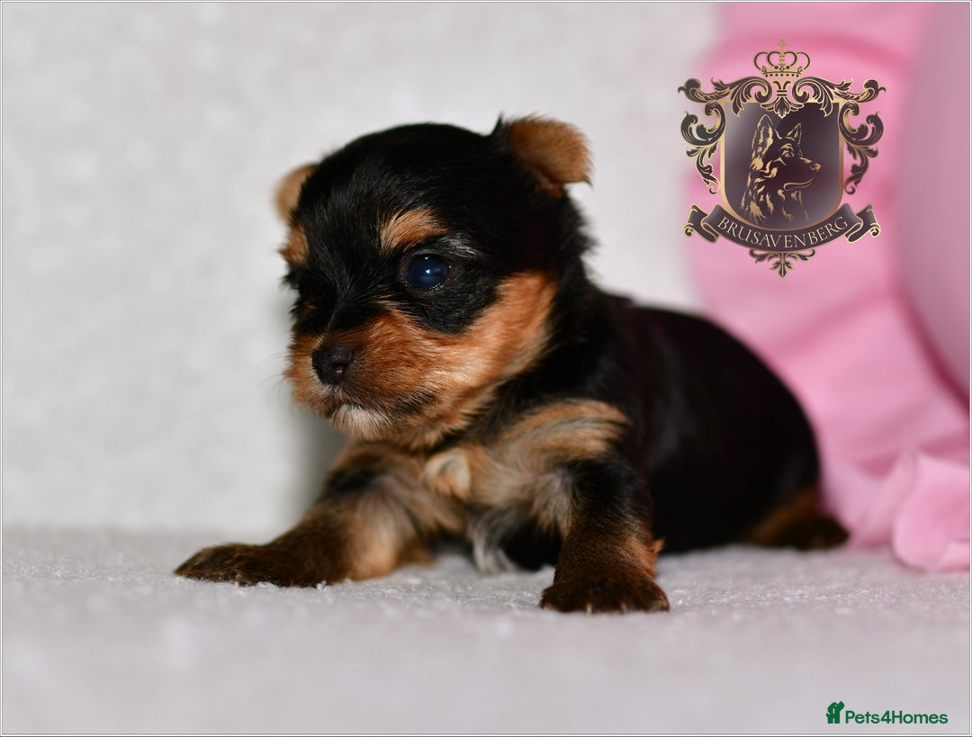 Yorkshire Terrier dogs for sale: KC REGISTERED DNA TESTED PARENTS MINIATURE YORKIES - Image 5