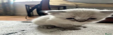 Benjy 