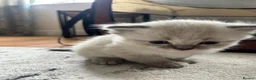 Siberian cats for sale: Save and check for next litter.  Siberian - Advert 27