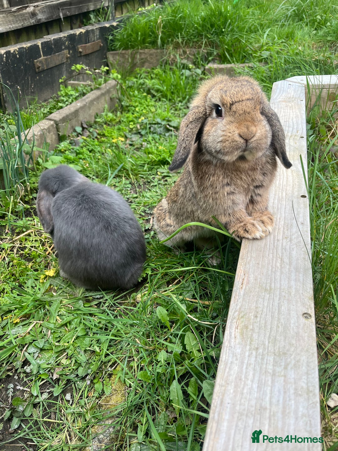 French Lop rabbits for sale: Little bunny’s  - Advert 24