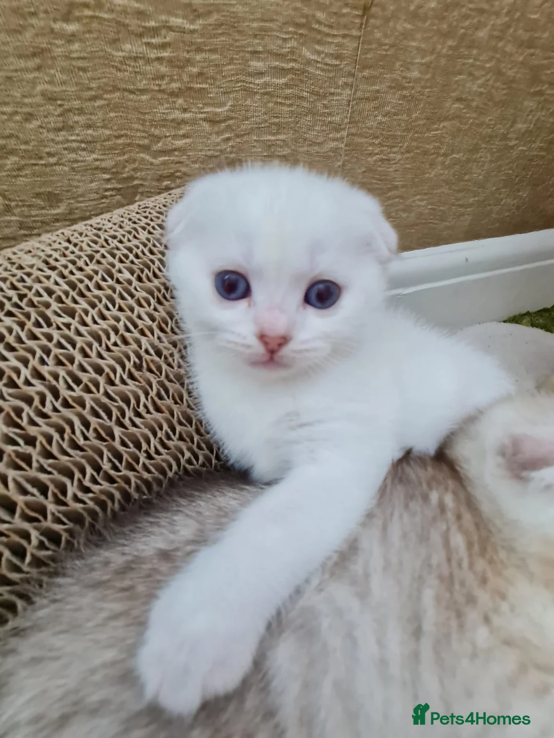 Scottish Fold cats for stud: Scottish straight cat for stud duties in Southampton - Advert 14