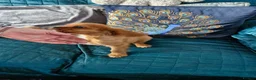 Cavalier King Charles Spaniel dogs for sale: KC reg health tested Cavalier King Charles puppies - Advert 14