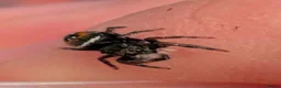 Spiders invertebrates for sale: Phiddipus carneus  - Advert 10