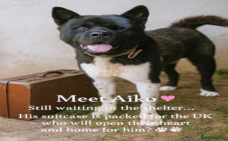 Akita dogs - Advert 1