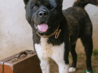 Akita dogs - Advert 29