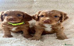 Cocker Spaniel dogs for sale: KC REG Outstanding pedigree Working Cocker Spaniel - Image 1