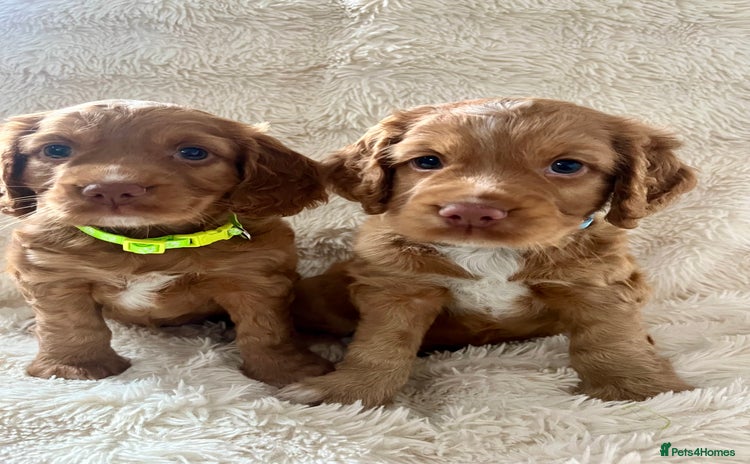 Cocker Spaniel dogs - Advert 2