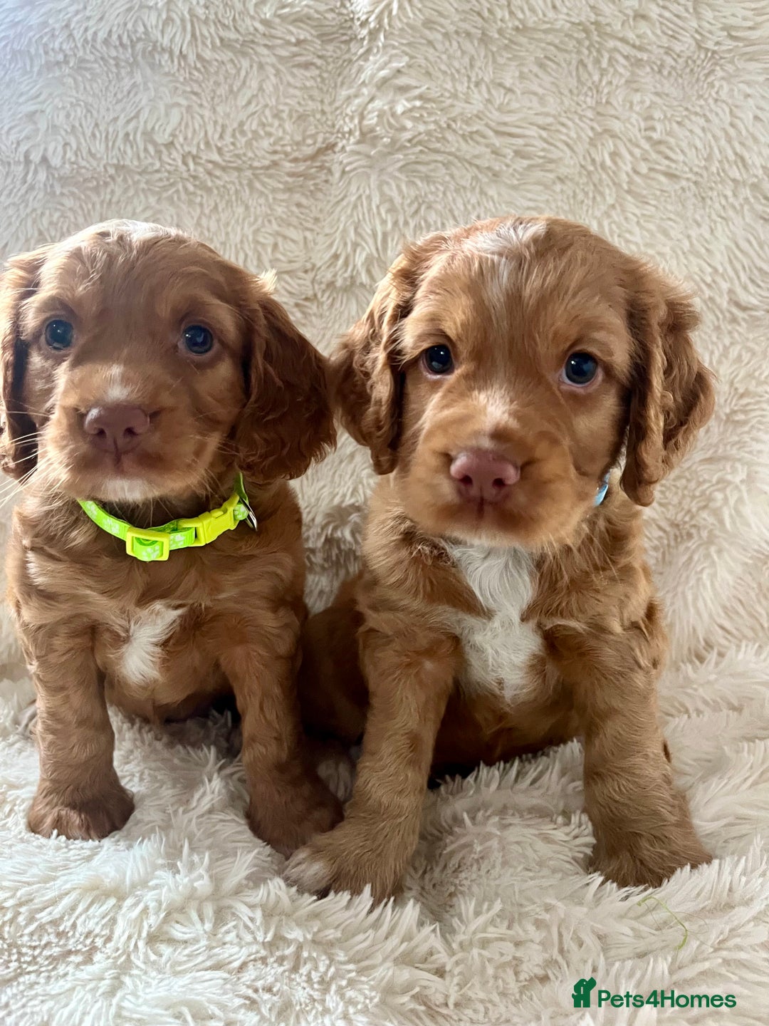 Cocker Spaniel dogs for sale: KC REG Outstanding pedigree Working Cocker Spaniel - Image 1