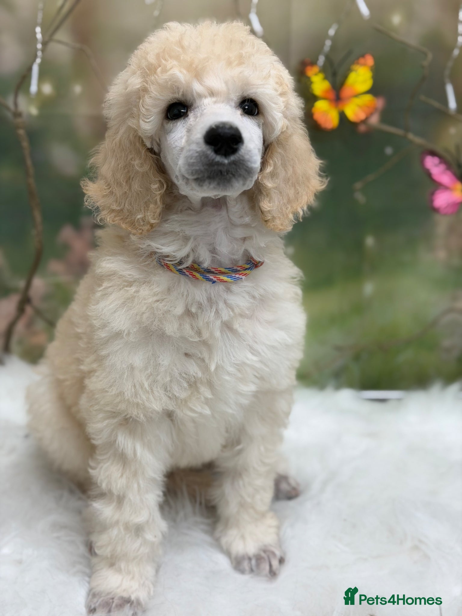 Standard Poodle dogs KC Reg, Cream Male Standard Poodle - Advert 4