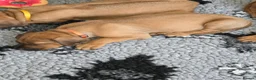 Rhodesian Ridgeback dogs for sale: X1 Girl Ready to Leave 16th June  - Advert 5