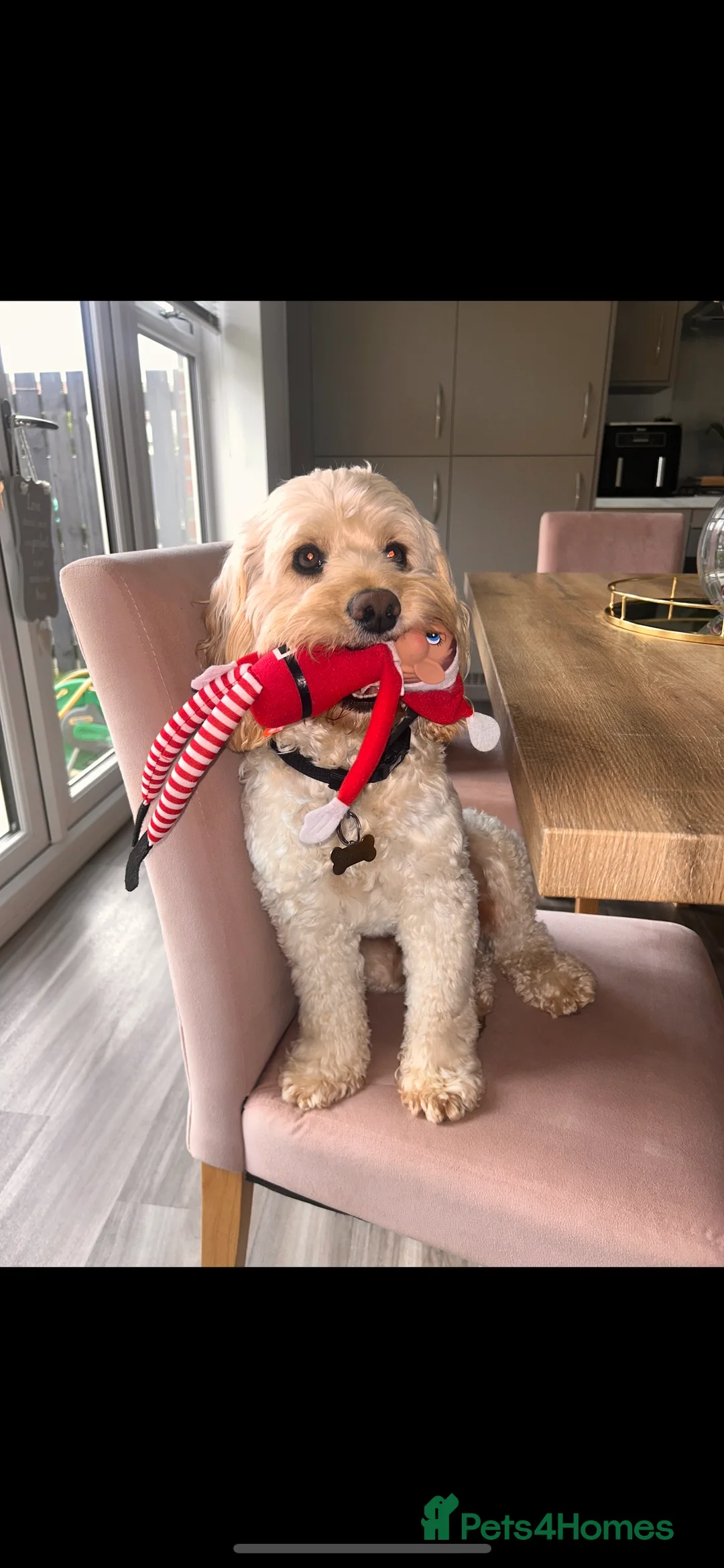 Cockapoo dogs for stud: Beautiful apricot cockapoo for stud in Hartlepool - Advert 2
