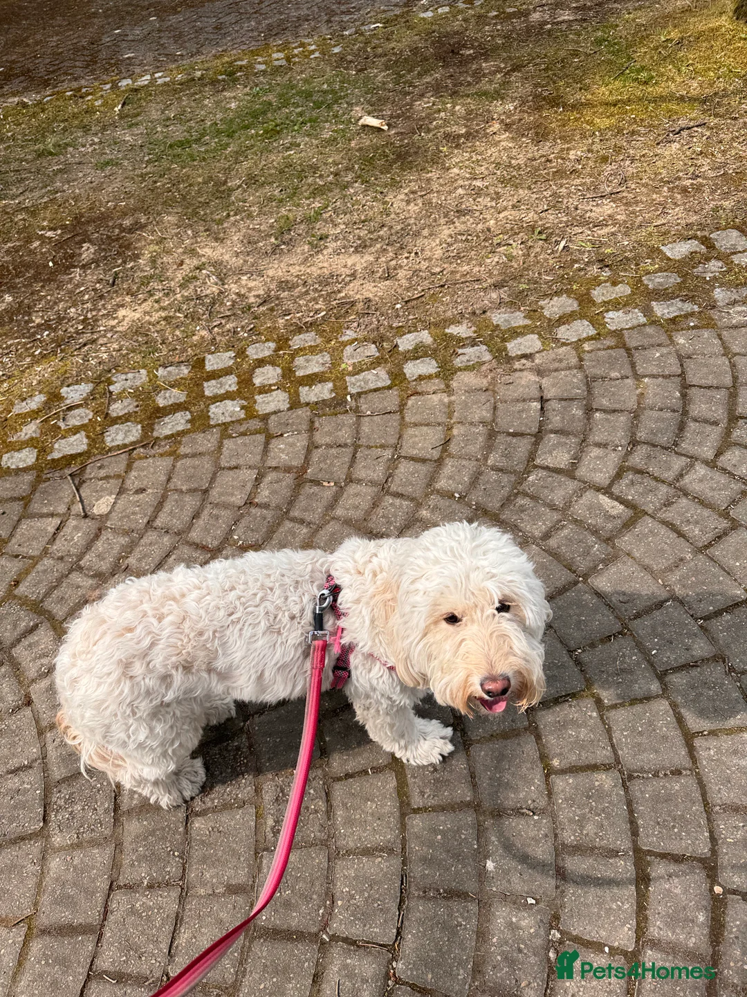 Labradoodle dogs for sale: Miniature F1b Labradoodle for rehoming  - Advert 7