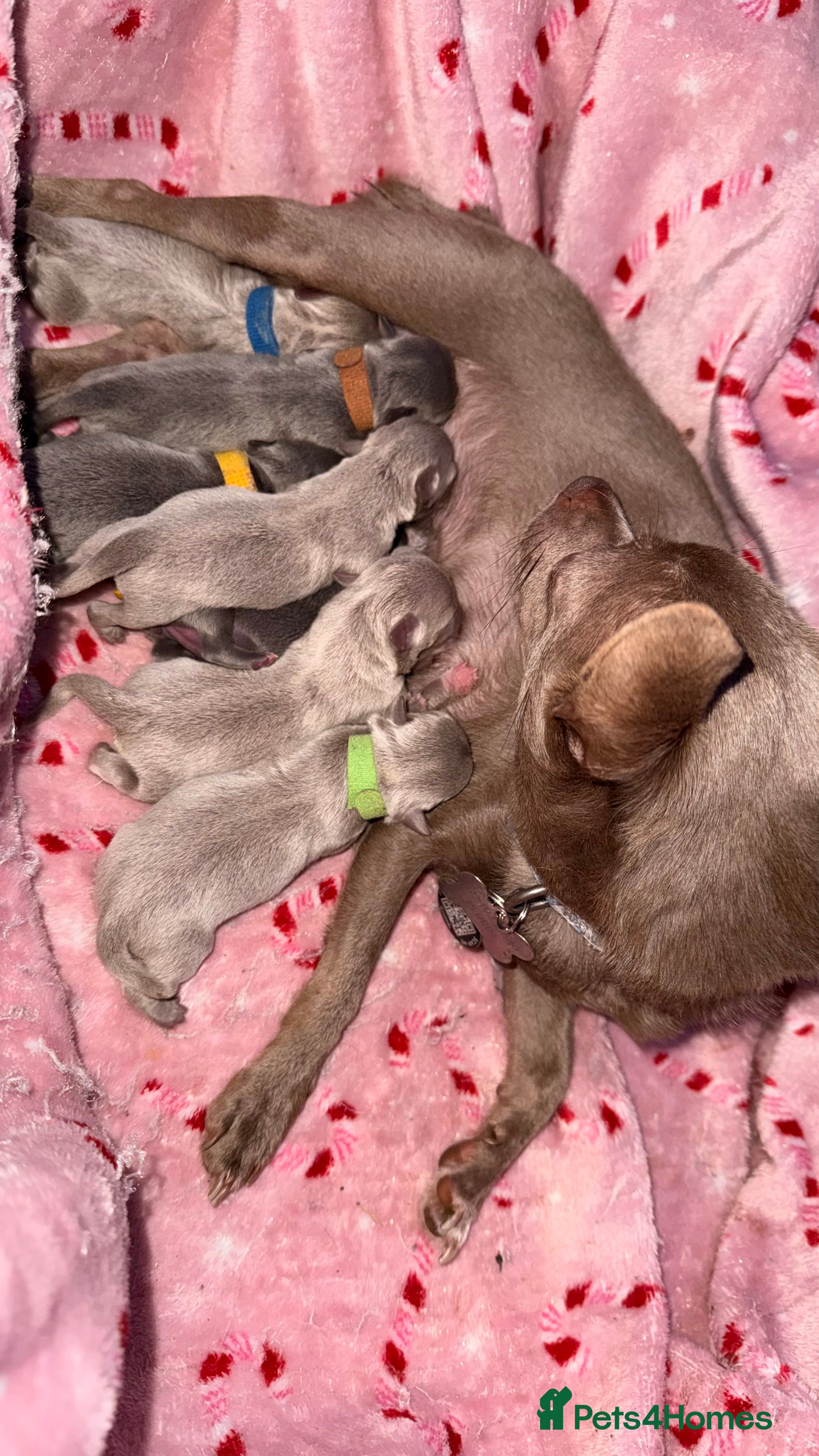 Chihuahua dogs Lilac & Blue Chihuahuas – Gorgeous Little Pups - Advert 12