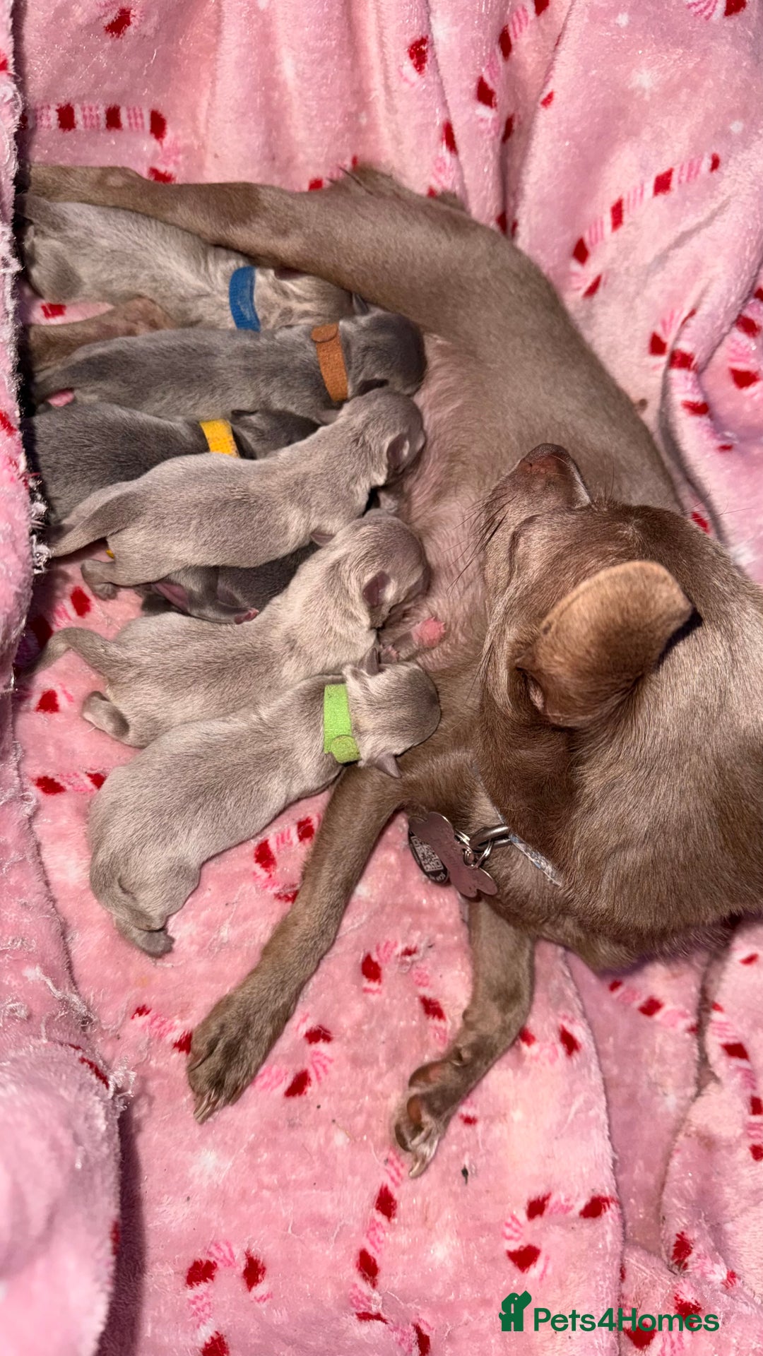 Chihuahua dogs for sale: Lilac & Blue Chihuahuas – Gorgeous Little Pups - Advert 1