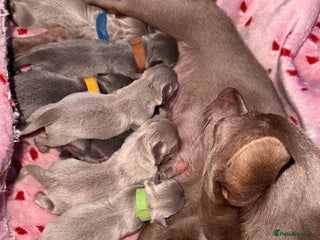 Chihuahua dogs Lilac & Blue Chihuahuas – Gorgeous Little Pups - Advert 1