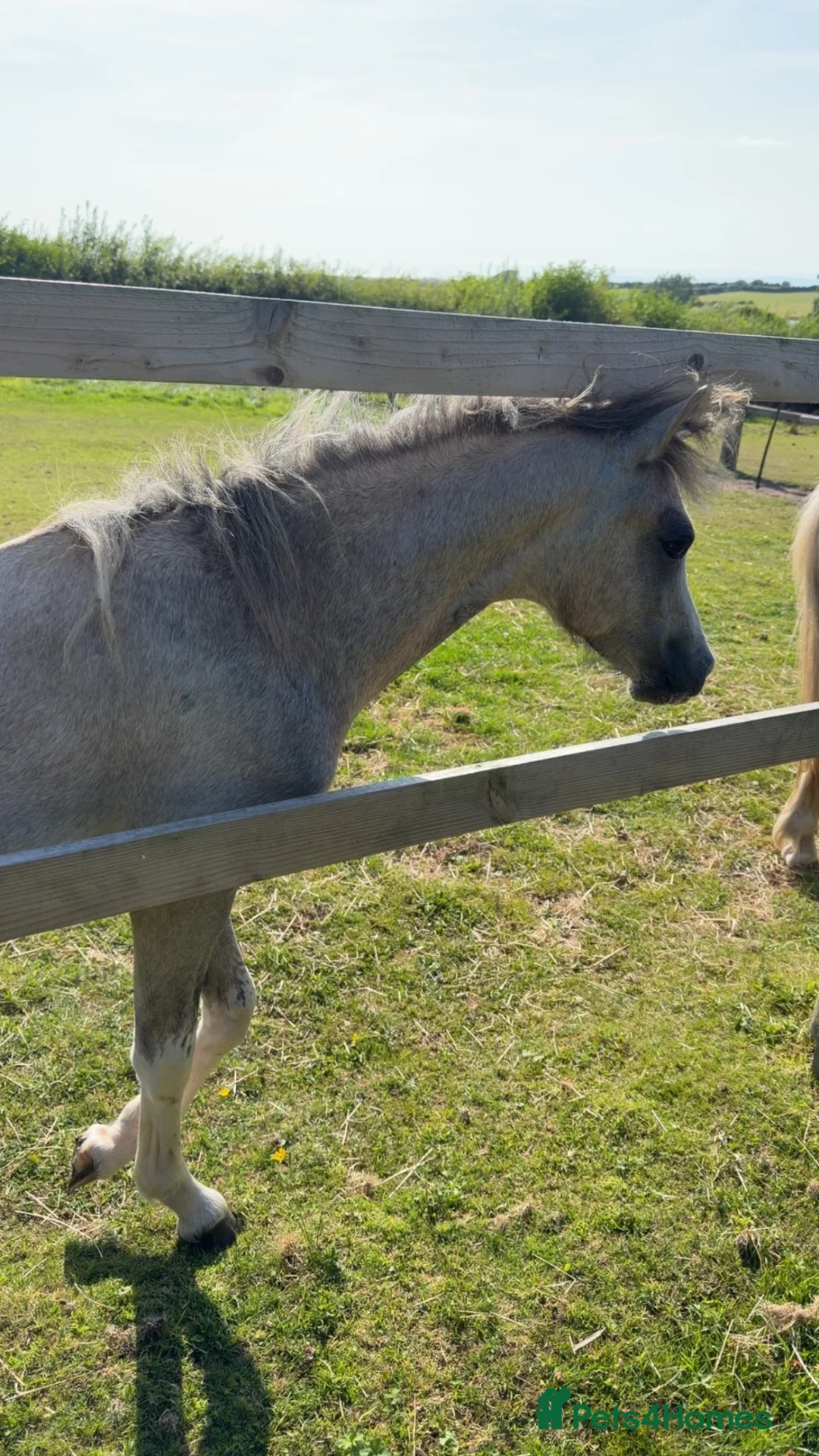 Welsh Section A horses for sale: Filly yearling  in Wigton - Advert 3