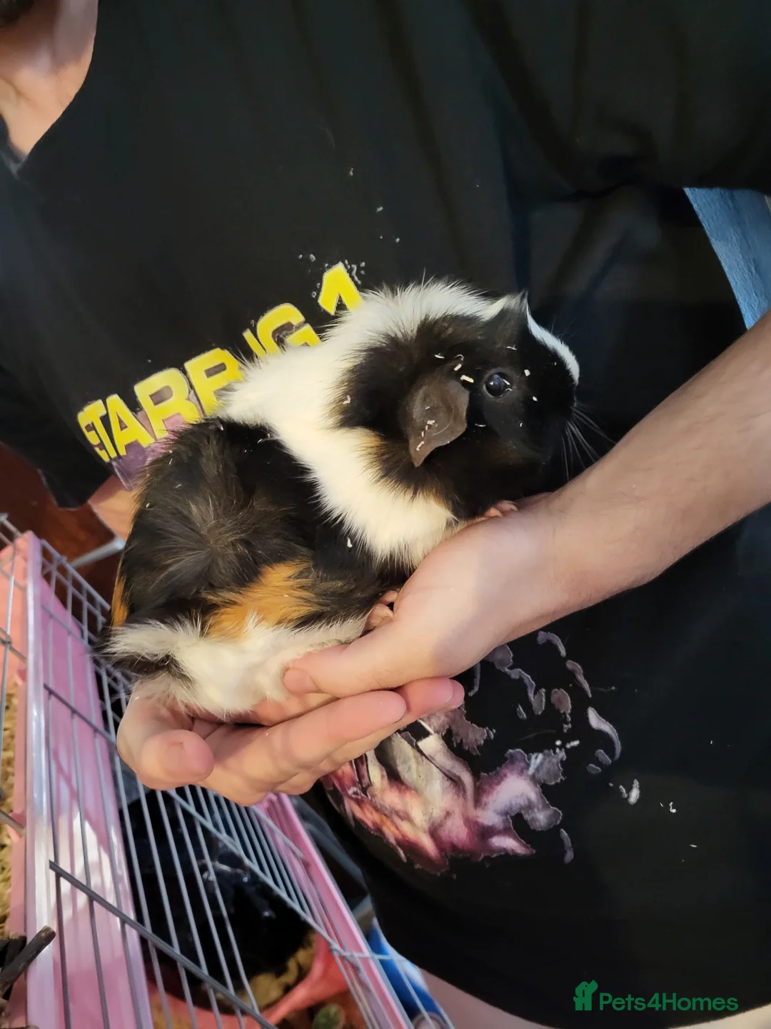 Guinea Pig rodents for sale: 1 Mum and 2 Daughters Guinea pigs in Southsea - Advert 1