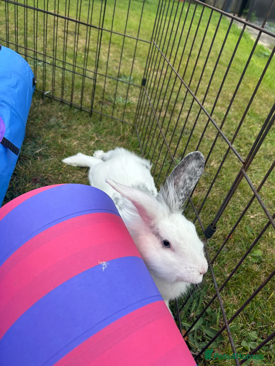 Lionhead rabbits for sale: Lionhead female in Newcastle upon Tyne - Advert 13
