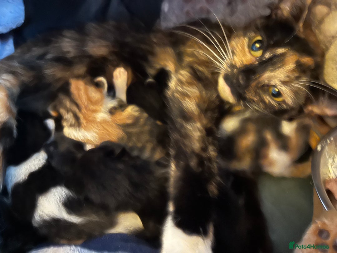 Mixed Breed cats for adoption: Rescue kittens looking for perfect homes - Advert 18